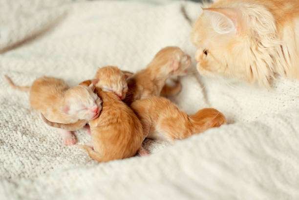 How to Care for Your Newborn Kitten