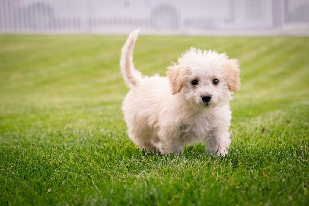 How to Care for Your Newborn Puppy