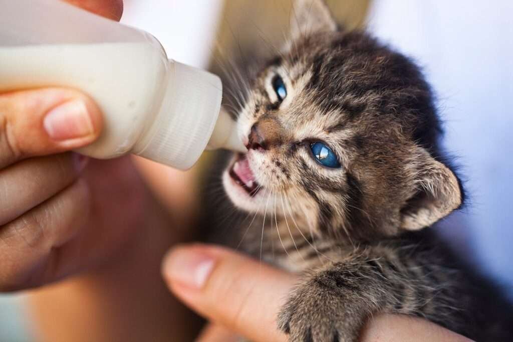 Newborn Kitten Care